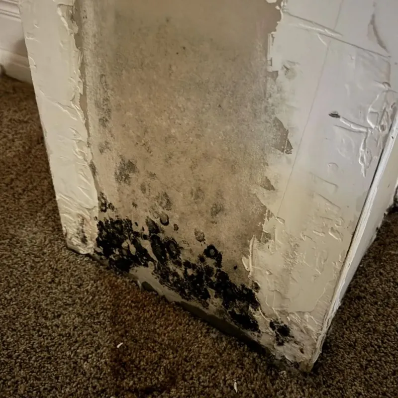 Professional Mold Removal in Carroll County, IN